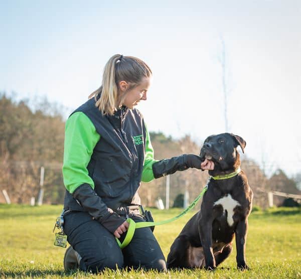 birmingham dogs home